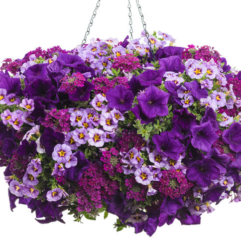 The Proven Winners Hanging Basket